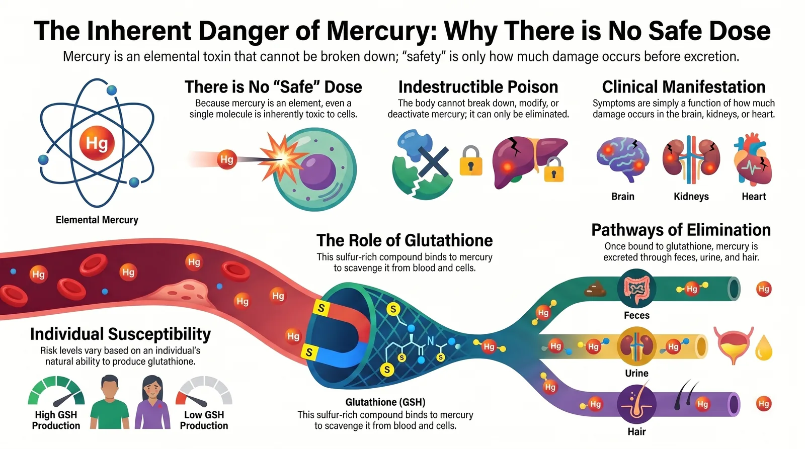 Infographic titled The Inherent Danger of Mercury: Why There is No Safe Dose, showing that mercury is an elemental toxin the body cannot break down, its effects on the brain, kidneys, and heart, the role of glutathione in binding mercury, elimination through feces, urine, and hair, and individual susceptibility based on glutathione production.